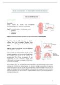 Samenvatting neuro- en cognitieve wetenschappen partim neurologie