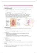Cluster abdomen samenvattingenbundel 