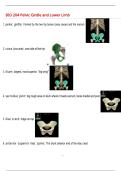 BIO 204 Pelvic Girdle and Lower Limb