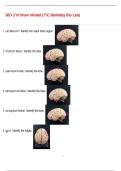 BIO 210 Brain Model &lpar;TTC Berkeley Bio Lab&rpar;