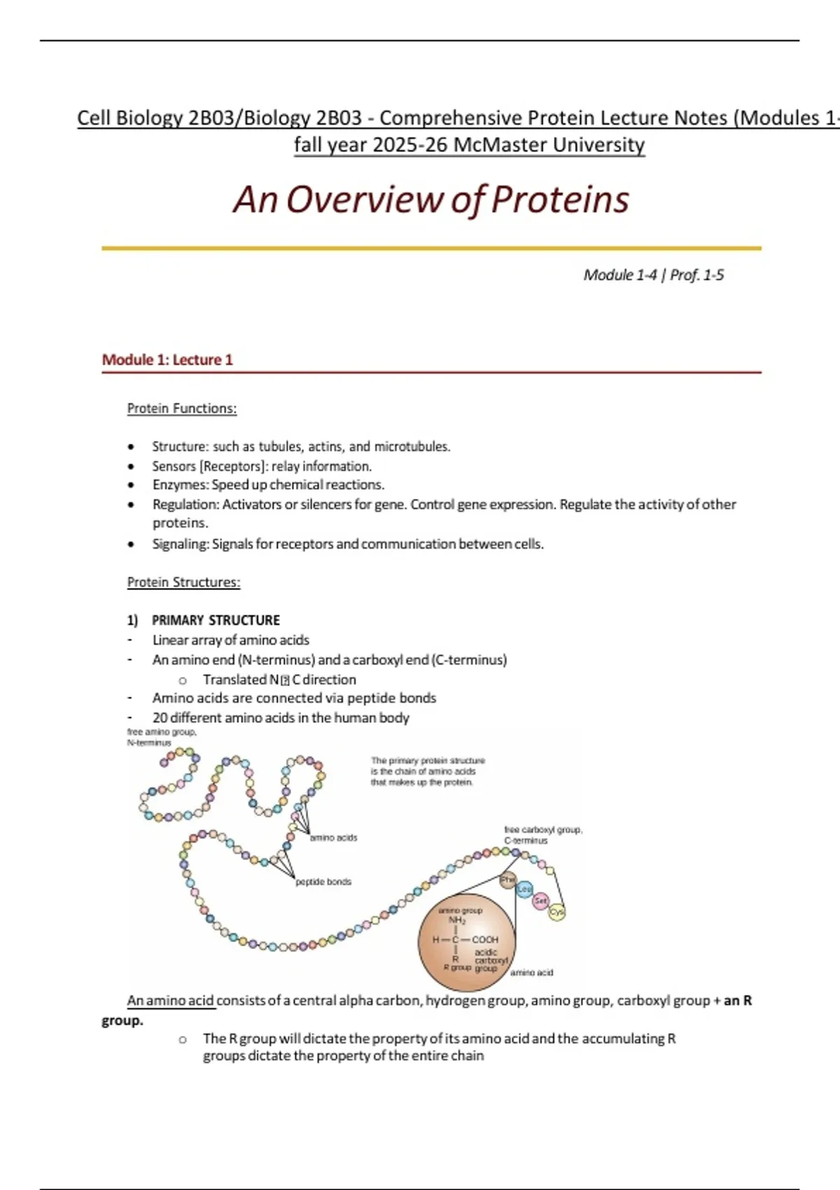 Cell Biology 2B03/Biology 2B03 - Comprehensive Protein Lecture Notes ...