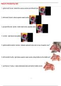 Neuro Anatomy Set QUESTIONS AND CORRECT DETAILED  ANSWERS WITH COMPLETE SOLUTIONS  &vert; GRADED A&plus;