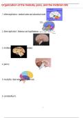 Organization of the medulla&comma; pons&comma; and the midbrain 8&sol;6 QUESTIONS AND CORRECT DETAILED  ANSWERS WITH COMPLETE SOLUTIONS  &vert; GRADED A&plus;