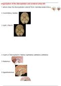 Organization of the diencephalon and cerebral cortex 8&sol;5 QUESTIONS AND CORRECT DETAILED  ANSWERS WITH COMPLETE SOLUTIONS  &vert; GRADED A&plus;