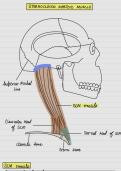 Notes for SCM &lpar;human anatomy&colon; head and neck&rpar; 