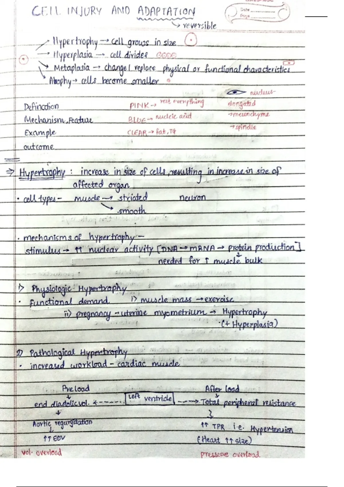 Cell injury and cellular adaptation Chapter 1 pathology handwritten ...