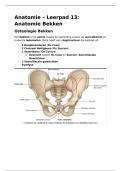 Aantekeningen Anatomie Bekken LP13