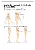 Anatomie Onderste Lidmaat DEEL 1 LP13 - Bewegelijkheid&sol;Innervatie