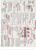 Histolog&iacute;a&colon; tejido epitelial y conectivo 
