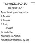 Musculoskeletal system 