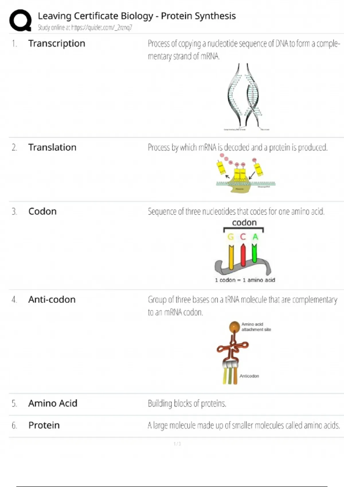 Leaving Certificate Biology - Protein Synthesis / Exam Guide & Test ...