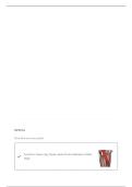 MUSCLES & THEIR FUNCTIONS QUESTIONS WITH CORRECT ANSWERS