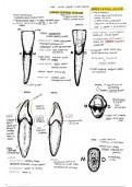 Tooth Recognition Dental Anatomy