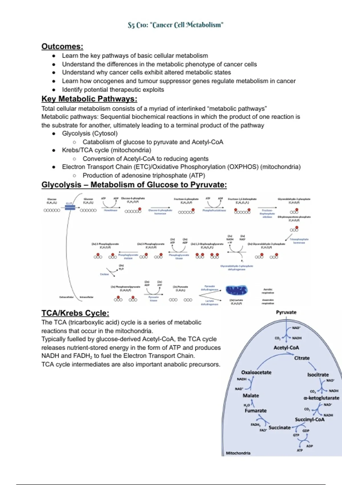 Cancer Cell Metabolism: From the Warburg Effect to Therapeutic ...