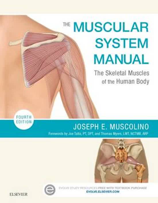 The Muscular System Manual 4th Edition by Muscolino Latest Test Bank.