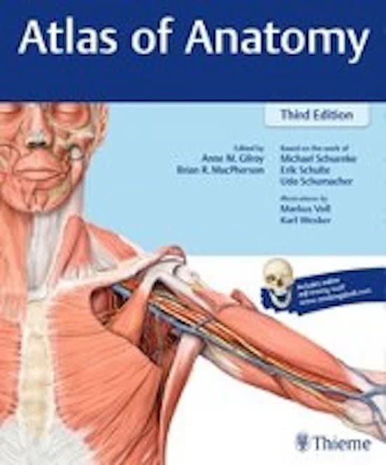 Anatomie, alle spieren   origo & insertie   functie   innervatie