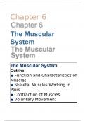 Biology 140 Chapter 6: The Muscular System